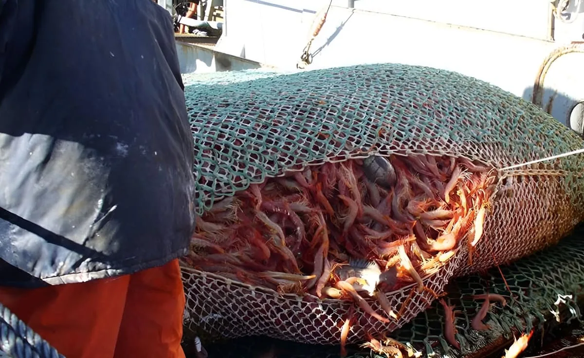 Abren inscripción para sorteo de buques en la prospección de langostino en aguas nacionales