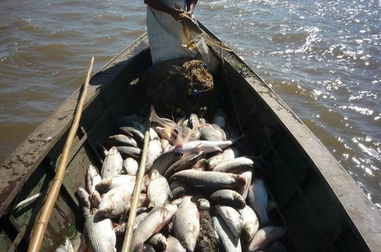 Amplían cupo de pesca en el río Uruguay para frigoríficos y acopiadores de Entre Ríos