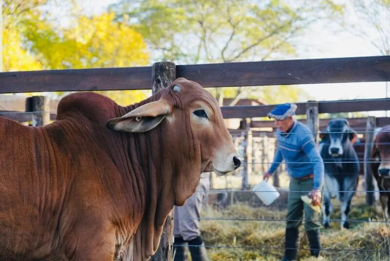 Corrientes recibe a más de mil animales en Las Nacionales de la Sociedad Rural