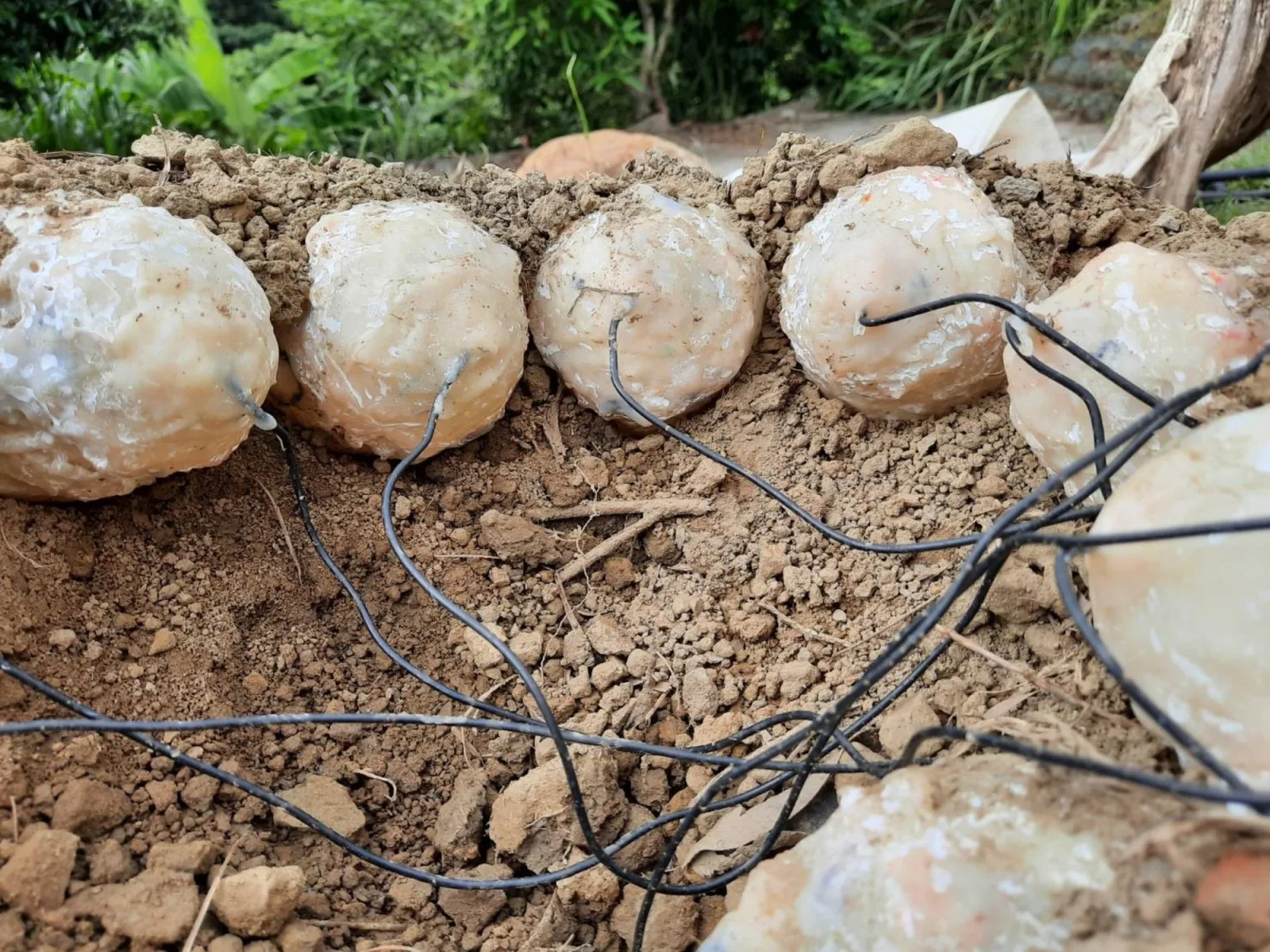 Descubren embriones de dinosaurio con proteínas intactas de 190 millones de años en China