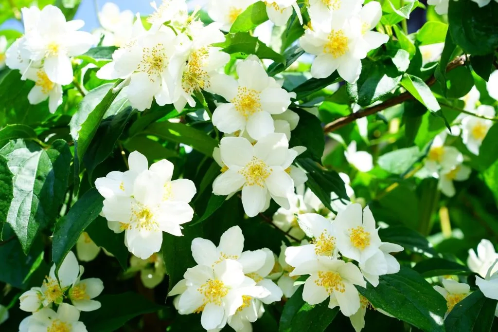 Gardenia, la planta que florece en invierno y llena el hogar de aroma sin mucho riego