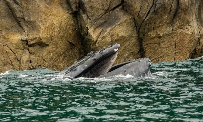 La extraordinaria capacidad auditiva de los animales marinos frente a la limitación humana bajo el agua