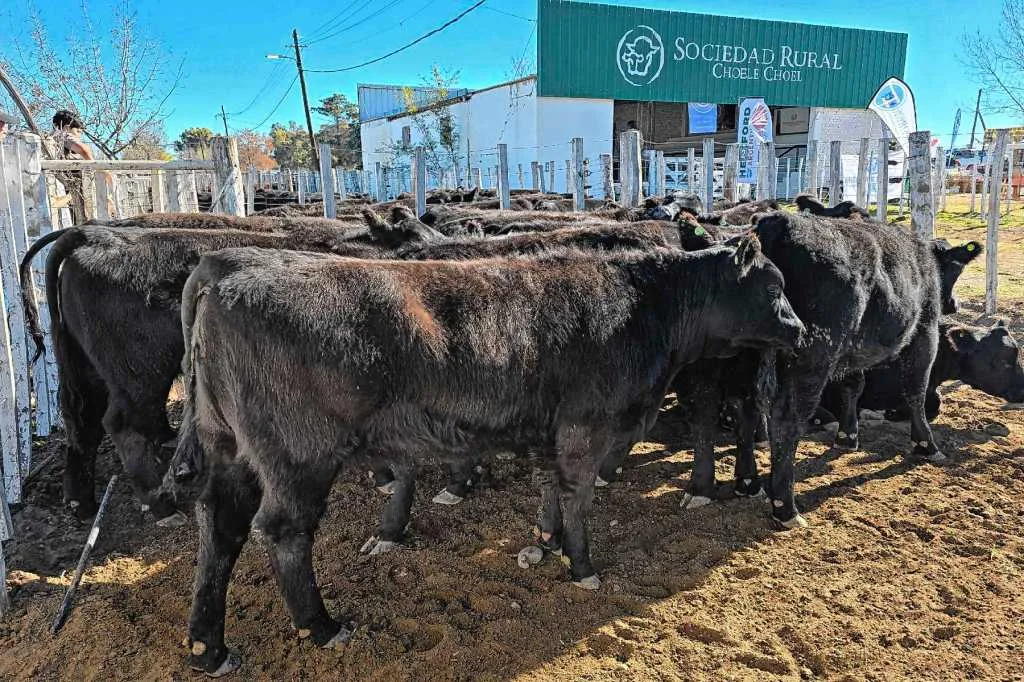 La Fiesta del Ternero en Patagonia impulsa la ganadería con historias que reflejan su diversidad