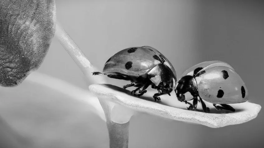 La nueva frontera de la conciencia animal: ¿Pueden sufrir los insectos?