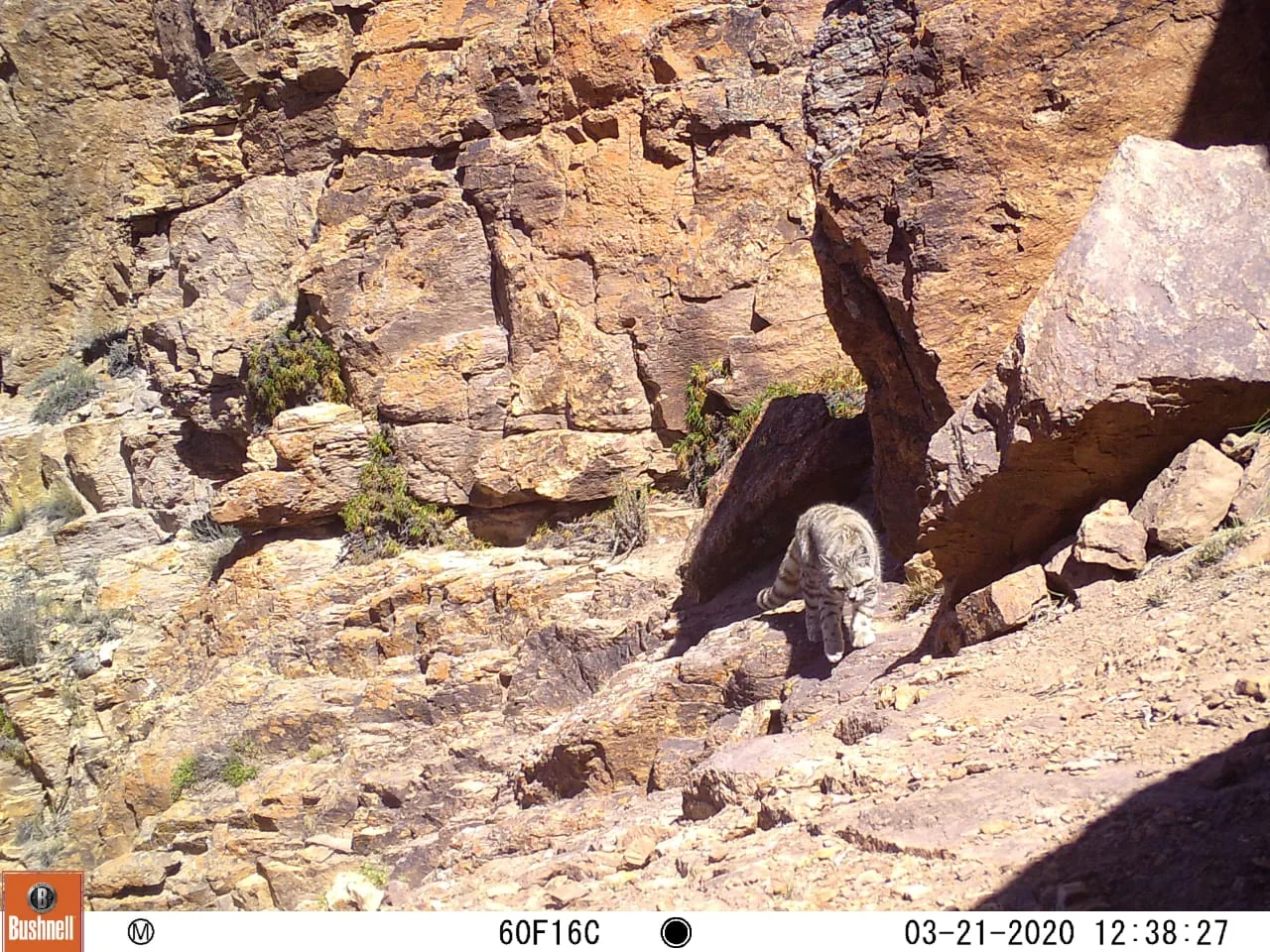 La Reserva Natural Villavicencio refuerza su rol como refugio del gato andino, uno de los felinos más amenazados