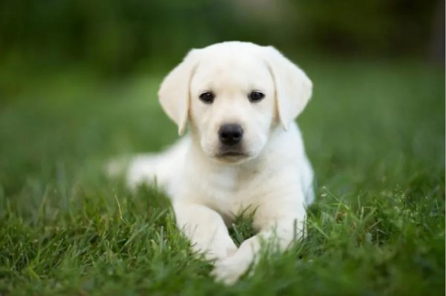 Las razas de perros más recomendadas para vivir en el hogar según un veterinario especialista
