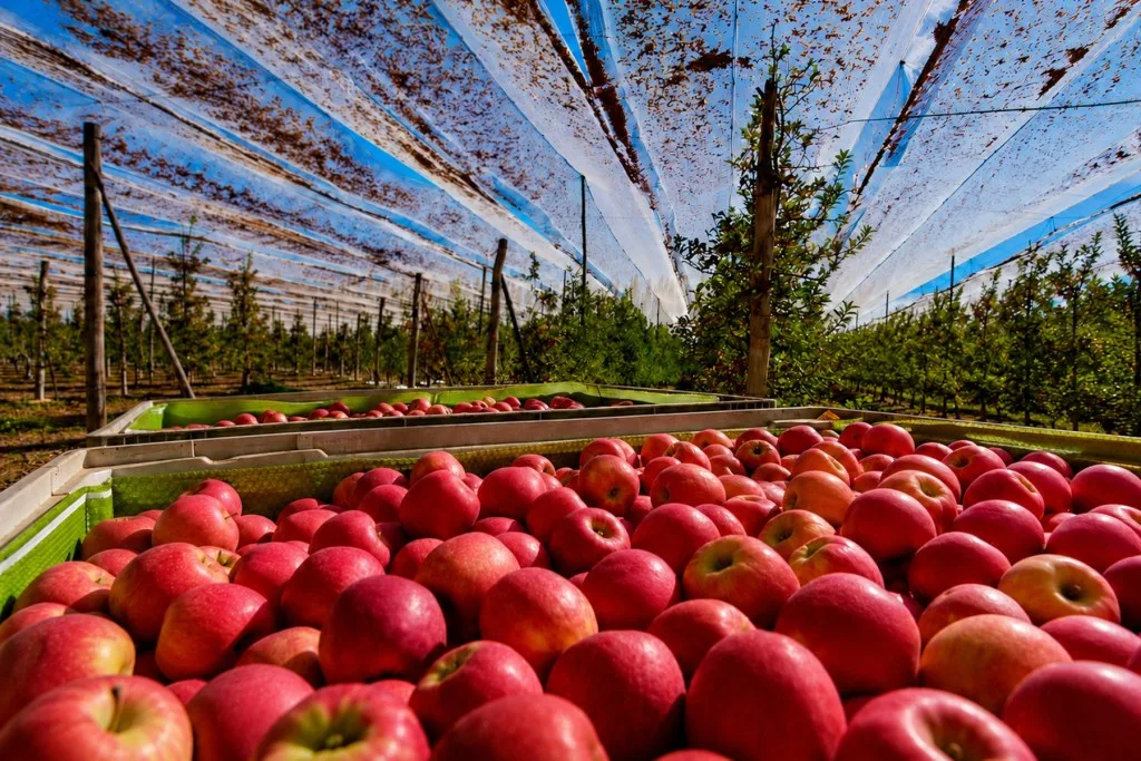 Nueva herramienta hormonal impulsa la modernización de la fruticultura en el Alto Valle