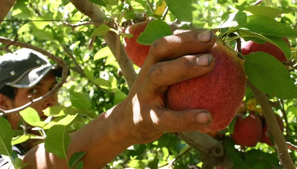 Nuevo liderazgo en el gremio de la fruta enfrenta desafíos por clima y reforma laboral