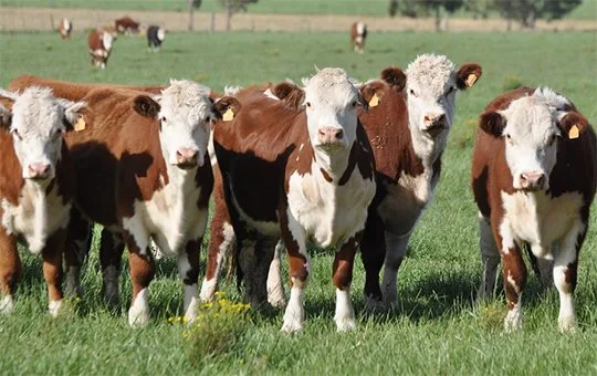 Precios del novillo en el Mercosur muestran leves subas, excepto en Argentina