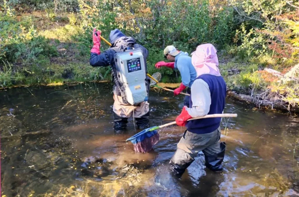 Reactivan monitoreo ambiental en siete lagunas de Neuquén por amenaza de especies invasoras