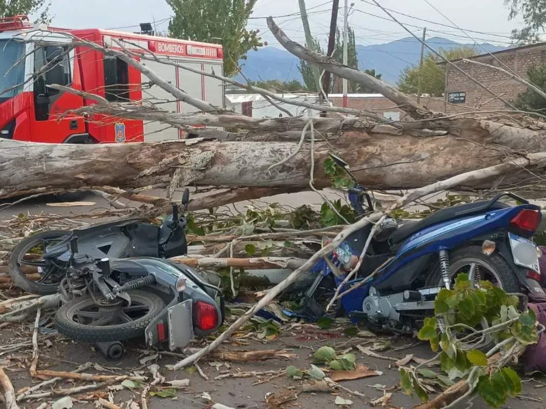 Un árbol caído por el viento Zonda provocó la muerte de un motociclista en Mendoza