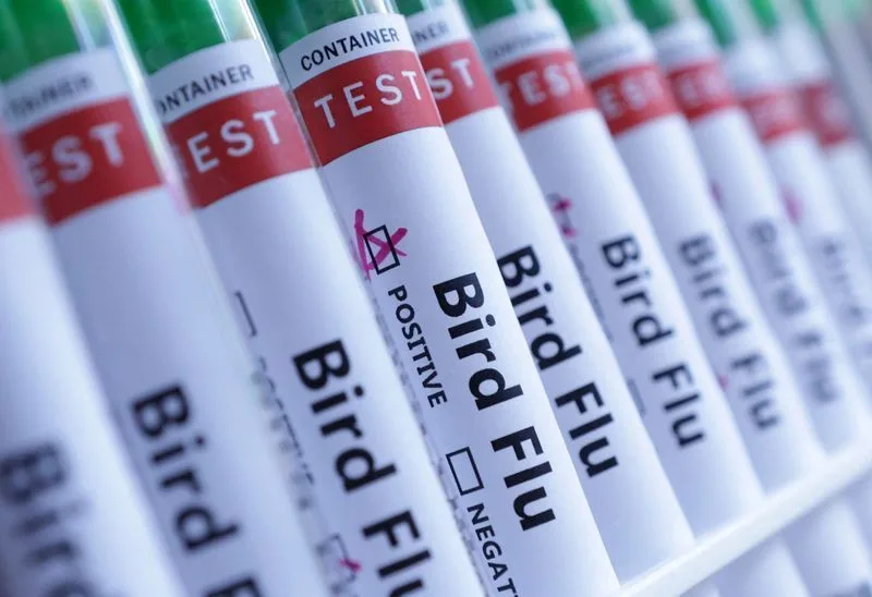Australia investiga posible primer caso de gripe aviar H5N1 en su territorio continental