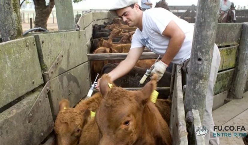 Comienza la segunda campaña anual de vacunación contra fiebre aftosa y brucelosis en bovinos