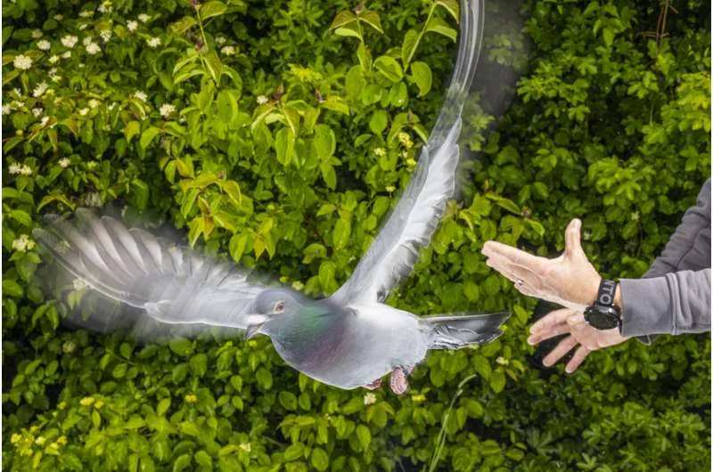 Descubren que el hígado de las palomas actúa como un sensor para detectar el campo magnético terrestre