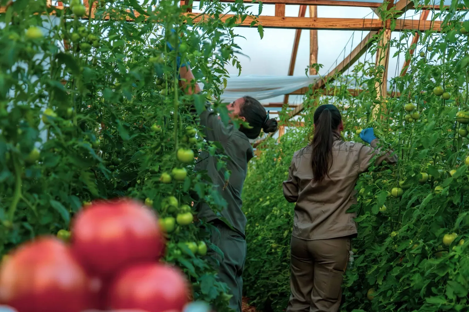 Docentes agropecuarios iniciarán formación en tecnologías hortícolas sustentables en San Vicente