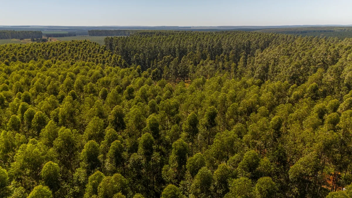 FSC Argentina impulsa la gestión sostenible y conservación en más de 560.000 hectáreas certificadas