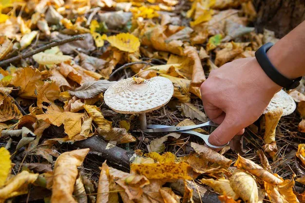 INTA Rama Caída lanza taller para cultivar hongos comestibles en casa
