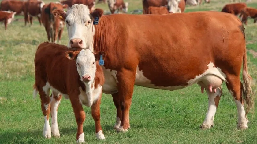 Mendoza apuesta a la biotecnología para proteger la ganadería frente al cambio climático
