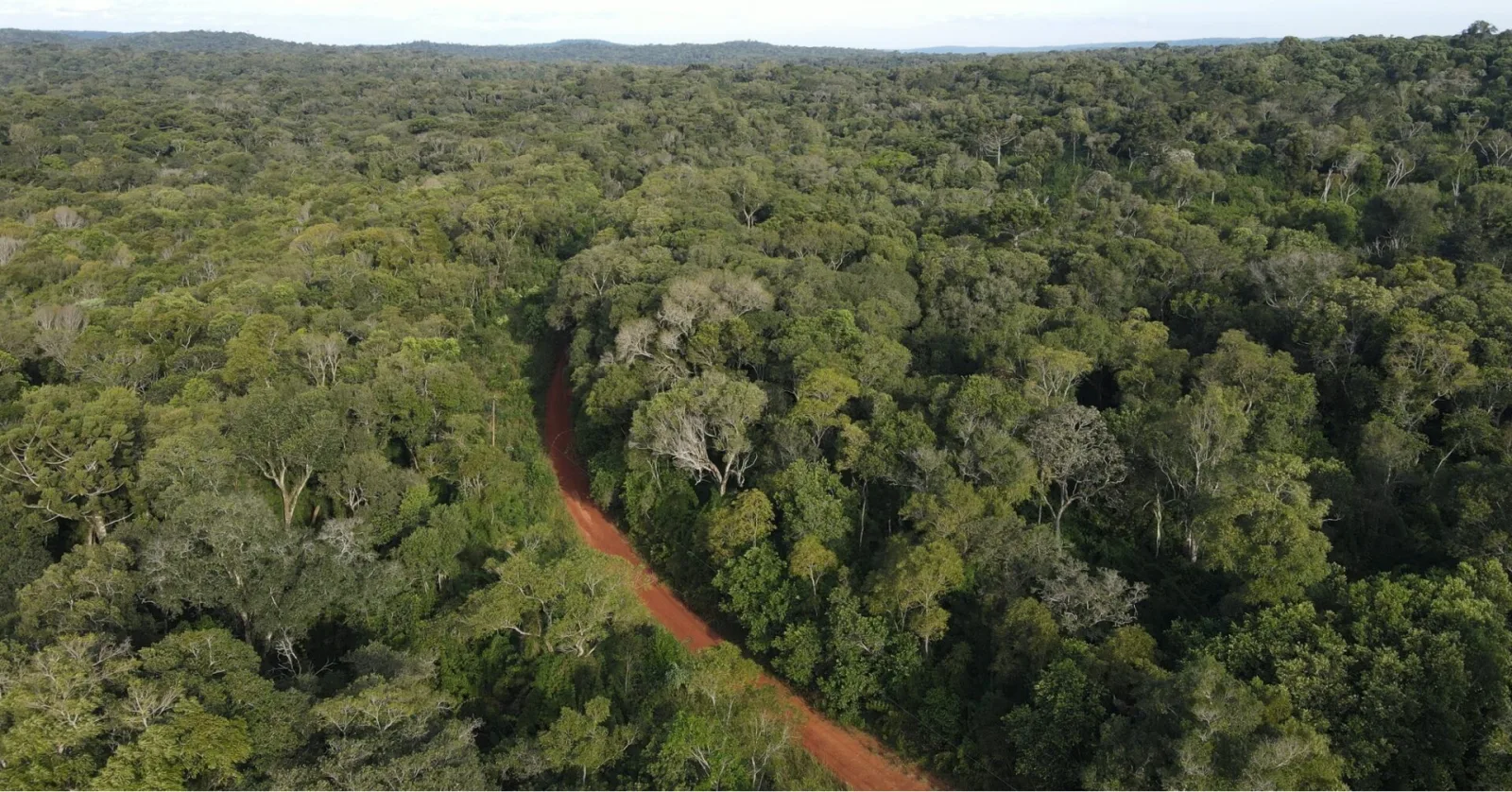 Misiones obtiene certificación mundial por su programa jurisdiccional de carbono forestal