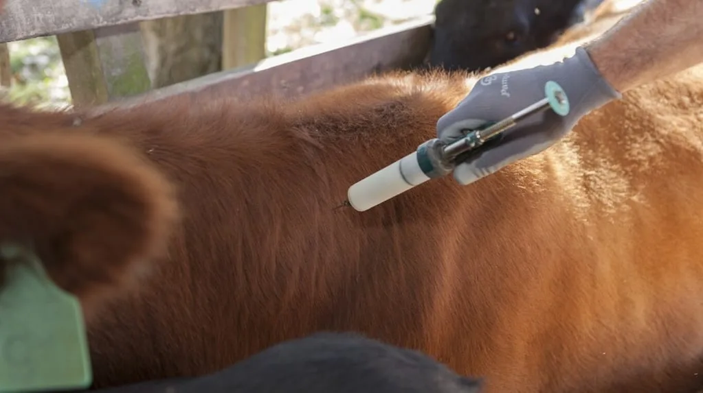 El Gobierno reglamenta la libre elección de veterinarios para la vacunación contra la aftosa